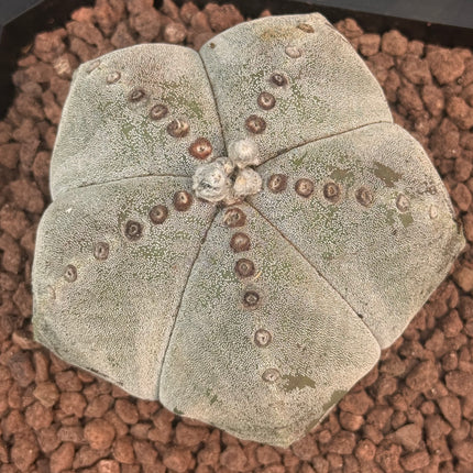 Astrophytum myriostigma ¡Gran Ejemplar!