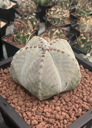Astrophytum myriostigma Large Specimen!