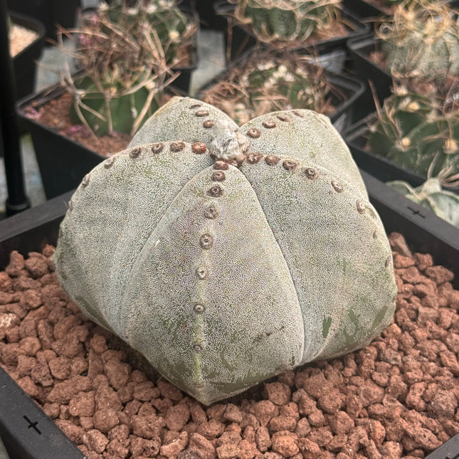 Astrophytum myriostigma ¡Gran Ejemplar!