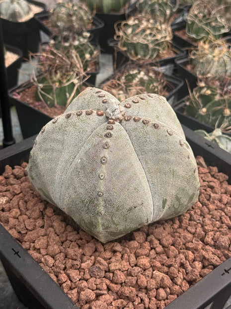Astrophytum myriostigma ¡Gran Ejemplar!