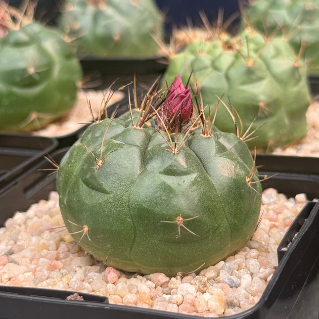 Matucana oreodoxa
