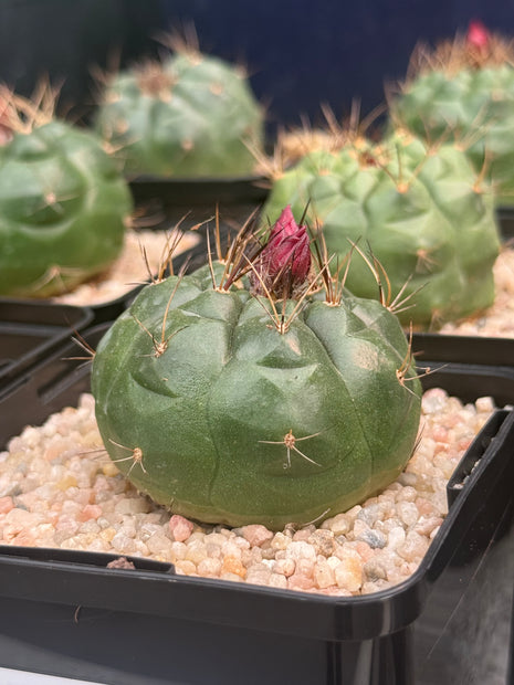 Matucana oreodoxa