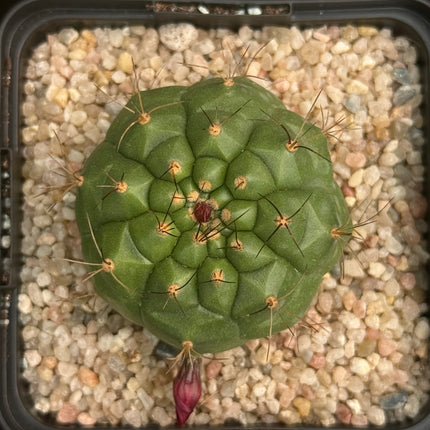 Matucana oreodoxa
