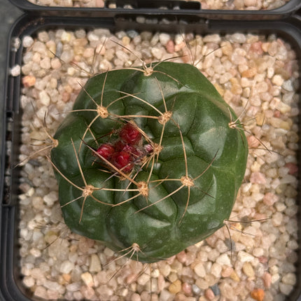 Matucana oreodoxa