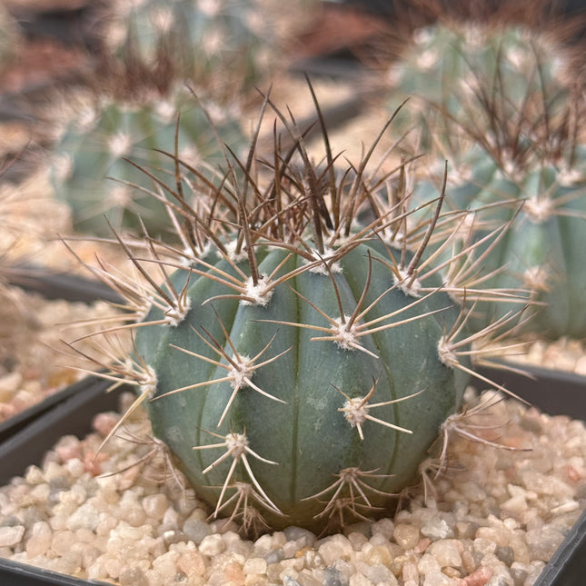 Melocactus azureus