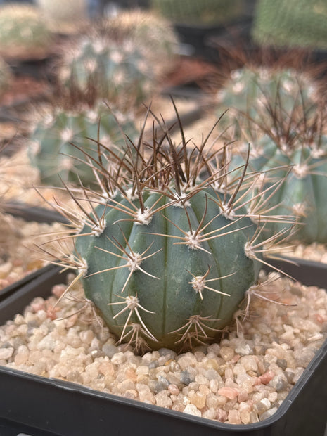 Melocactus azureus