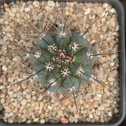 Melocactus azureus
