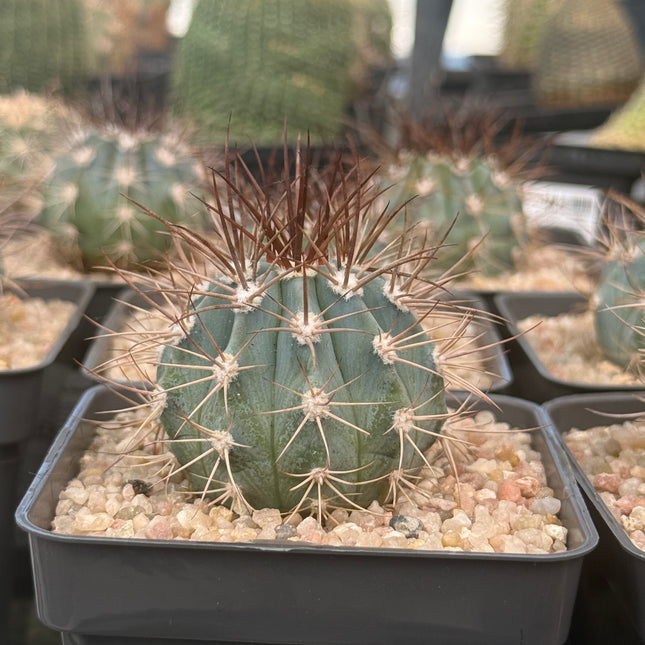 Melocactus azureus
