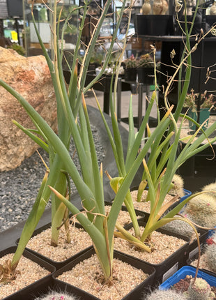 Albuca altissima