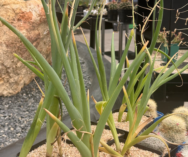 albuca altissima Albuca altissima – DesertSTORE.es