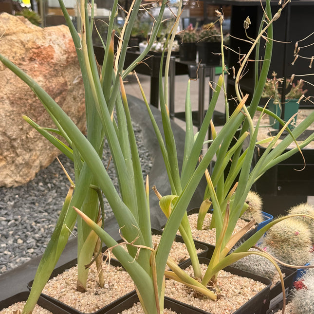 Albuca altissima
