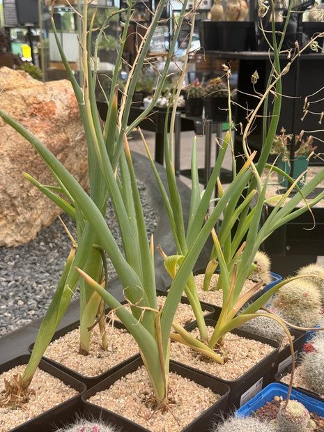Albuca altissima
