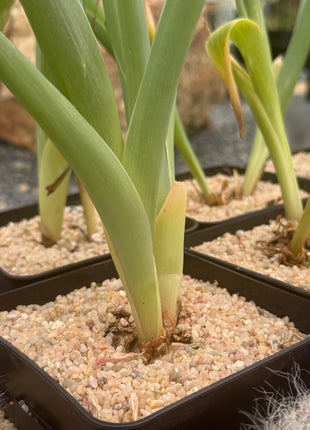 Albuca altissima