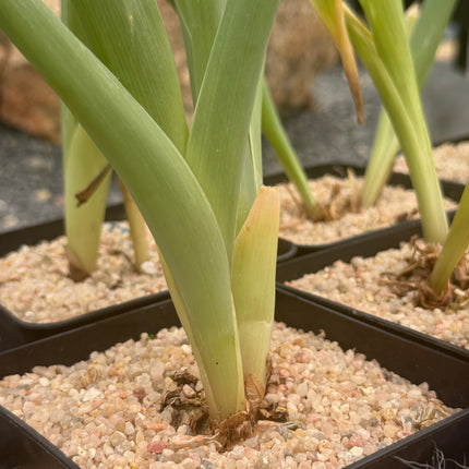 Albuca altissima