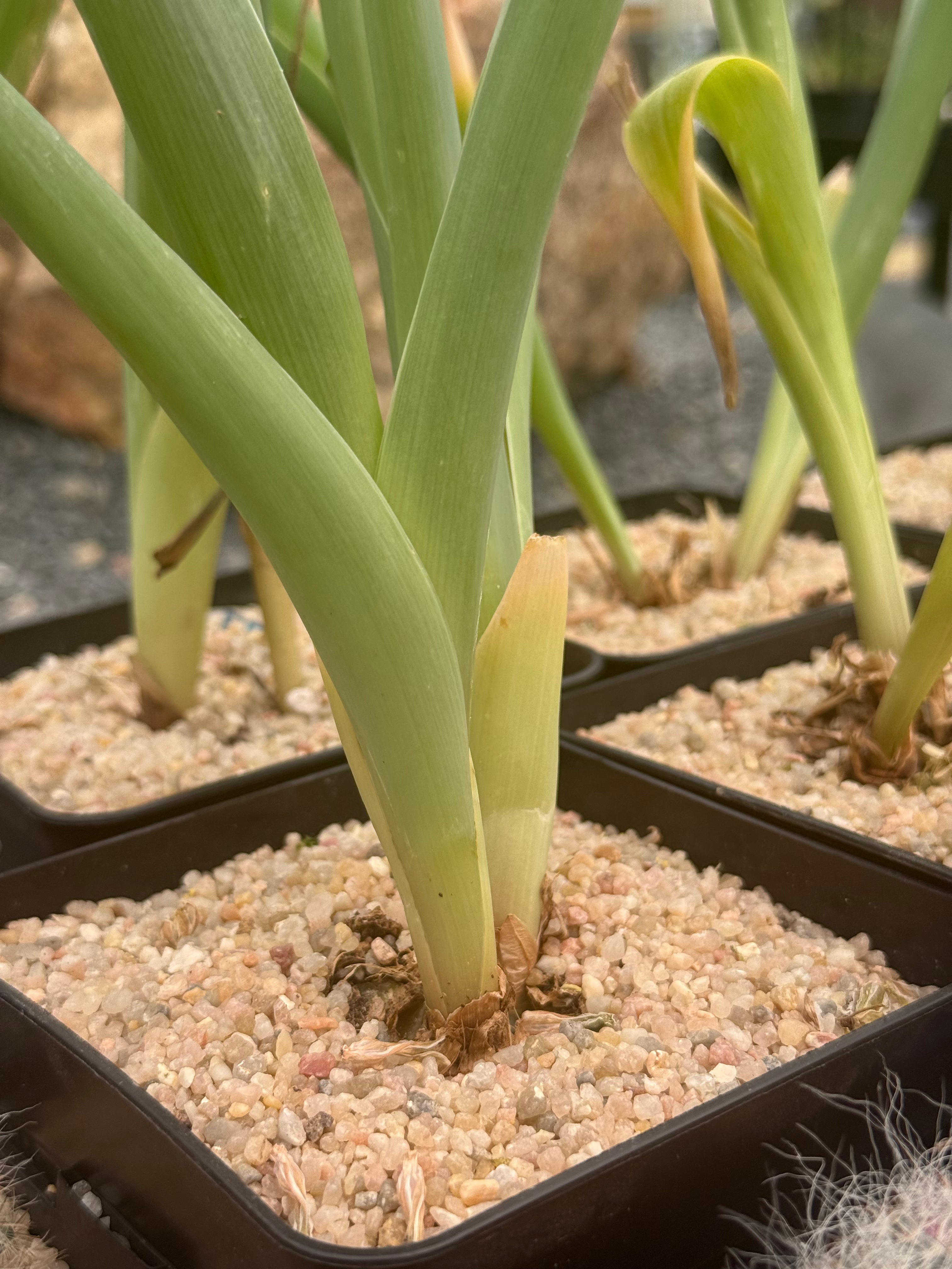 albuca altissima Albuca altissima – DesertSTORE.es