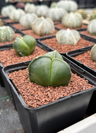 Astrophytum myriostigma 'Tricostatum'