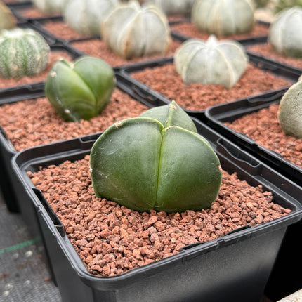 Astrophytum myriostigma 'Tricostatum'
