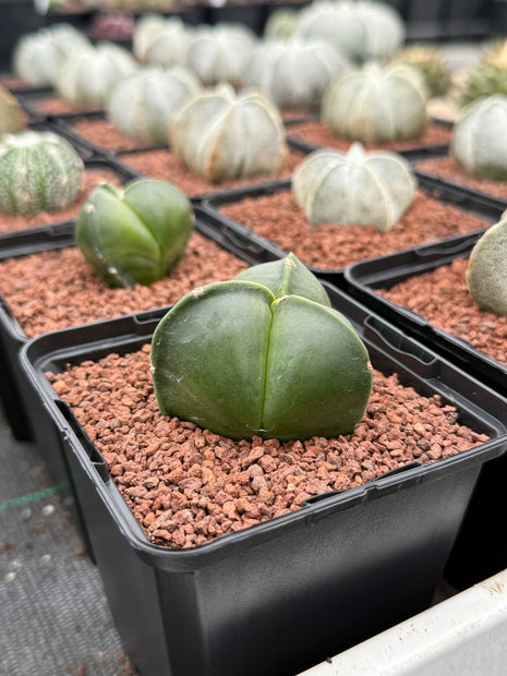 Astrophytum myriostigma 'Tricostatum'