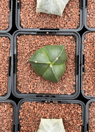Astrophytum myriostigma 'Tricostatum'