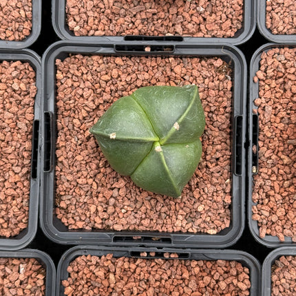 Astrophytum myriostigma 'Tricostatum'