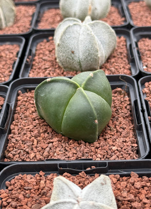 Astrophytum myriostigma 'Tricostatum'