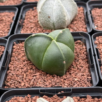 Astrophytum myriostigma 'Tricostatum'