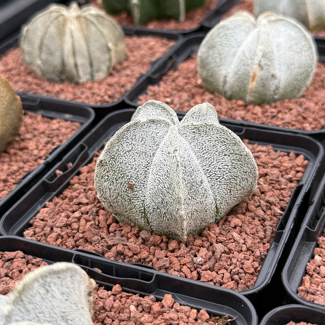 Astrophytum coahuilense