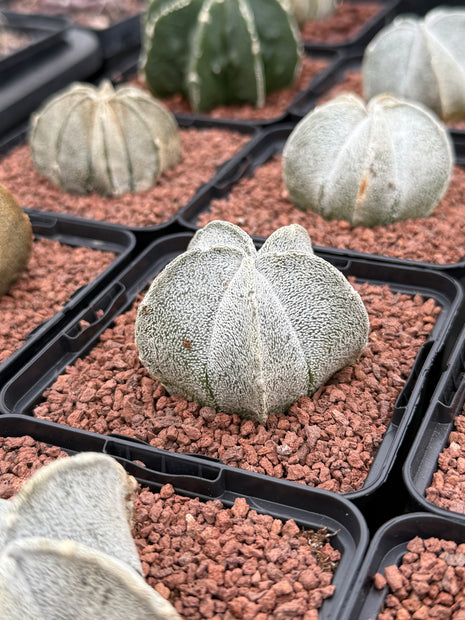 Astrophytum coahuilense