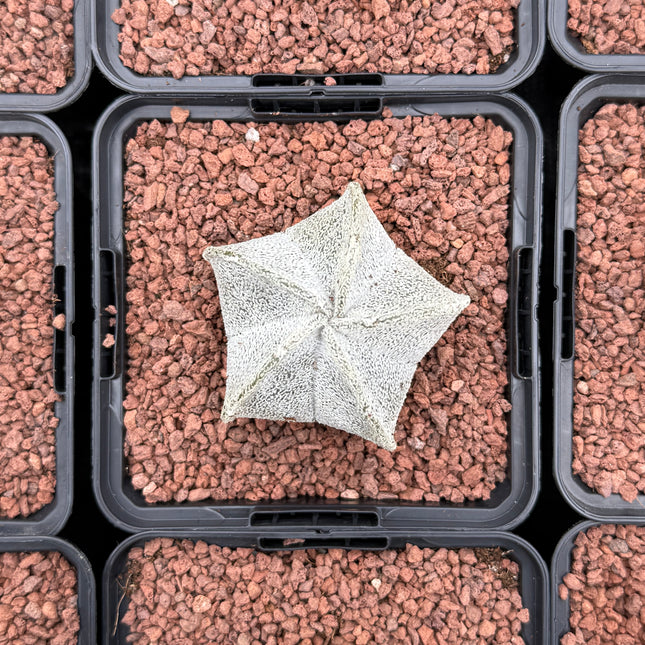 Astrophytum coahuilense