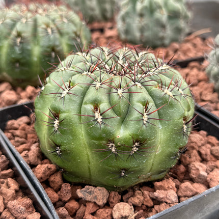 Peruvian oroya 'Andahuayias'