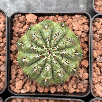 Peruvian oroya 'Andahuayias'