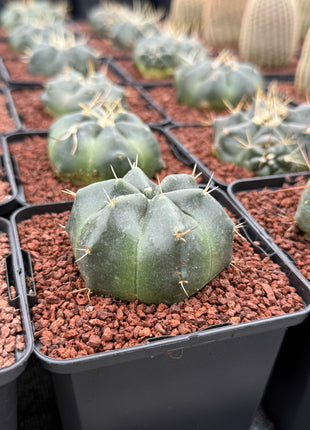 Echinocereus knippelianus