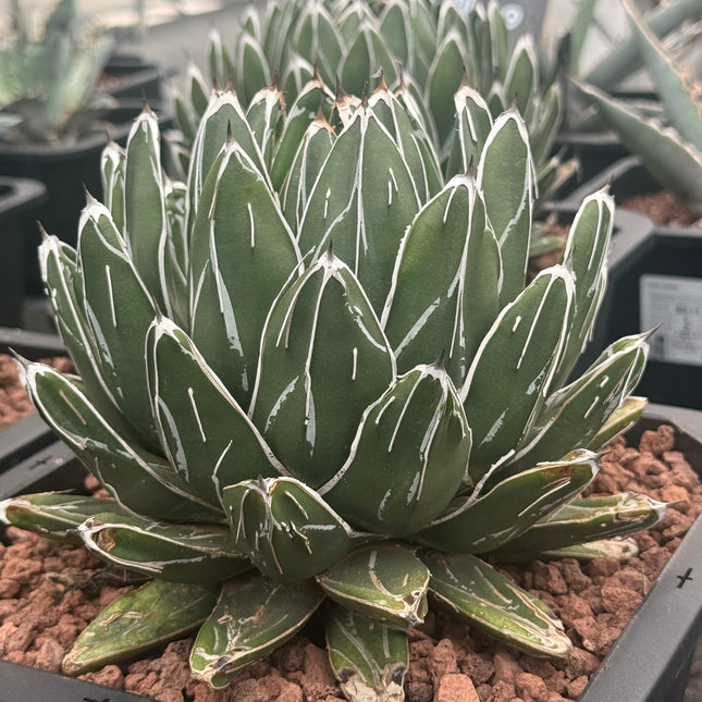 Agave victoriae-reginae