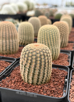 Echinocereus rigidissimus pectinatus