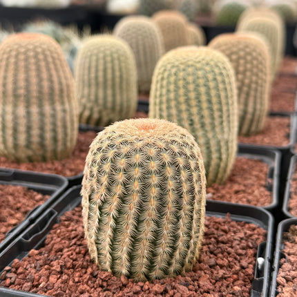 Echinocereus rigidissimus pectinatus