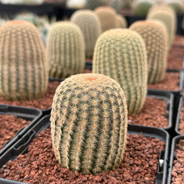 Echinocereus rigidissimus pectinatus