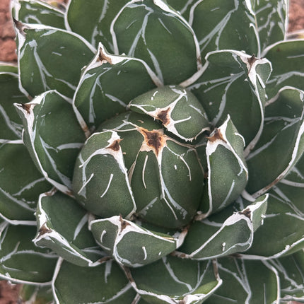 Agave victoriae-reginae