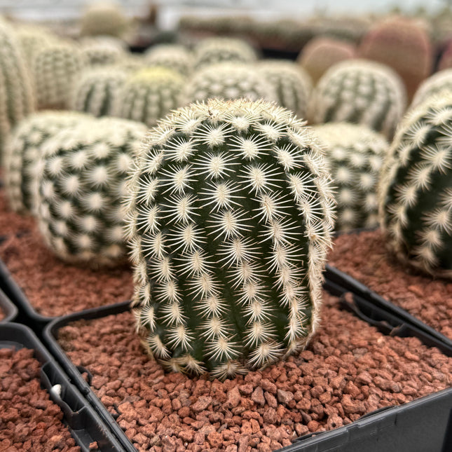 Echinocereus reichenbachii SB387