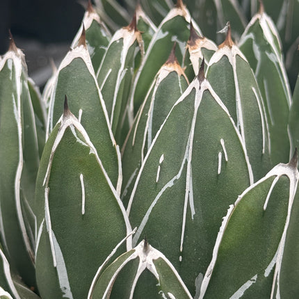 Agave victoriae-reginae