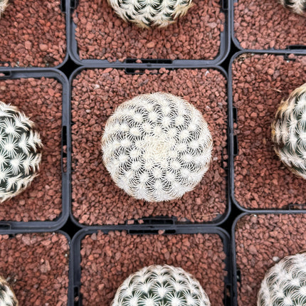 Echinocereus reichenbachii SB387