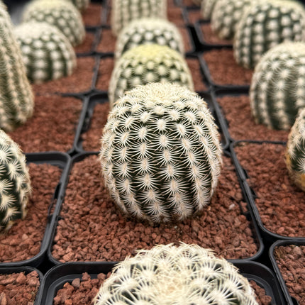 Echinocereus reichenbachii SB387