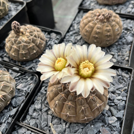 Gymnocalycium stellatum var. paucispinum