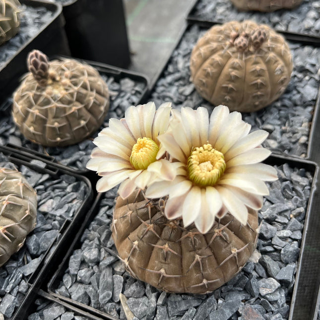 Gymnocalycium stellatum var. paucispinum