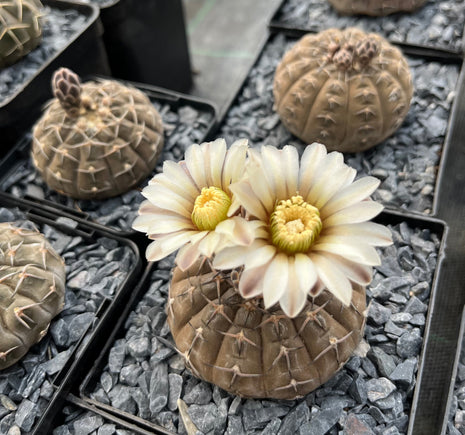 Gymnocalycium stellatum var. paucispinum