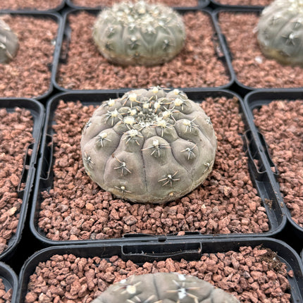 Gymnocalycium stellatum