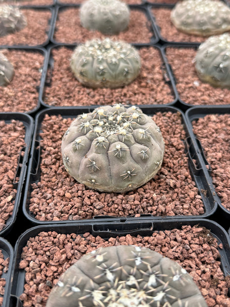 Gymnocalycium stellatum