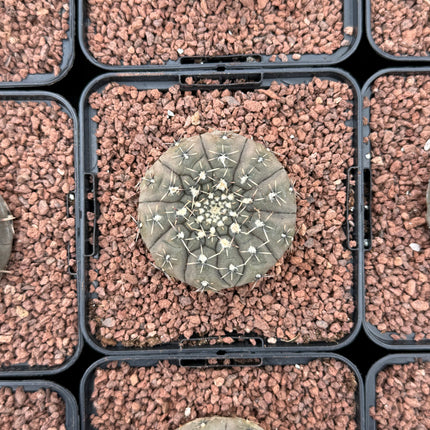Gymnocalycium stellatum