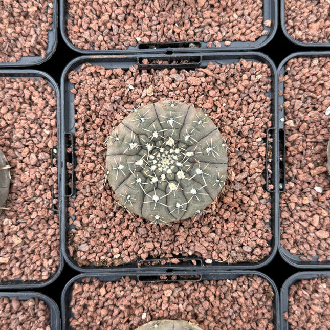Gymnocalycium stellatum