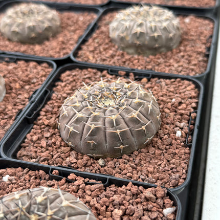 Gymnocalycium stellatum var. paucispinum