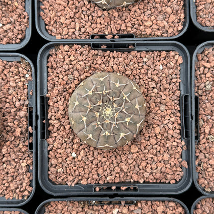 Gymnocalycium stellatum var. paucispinum